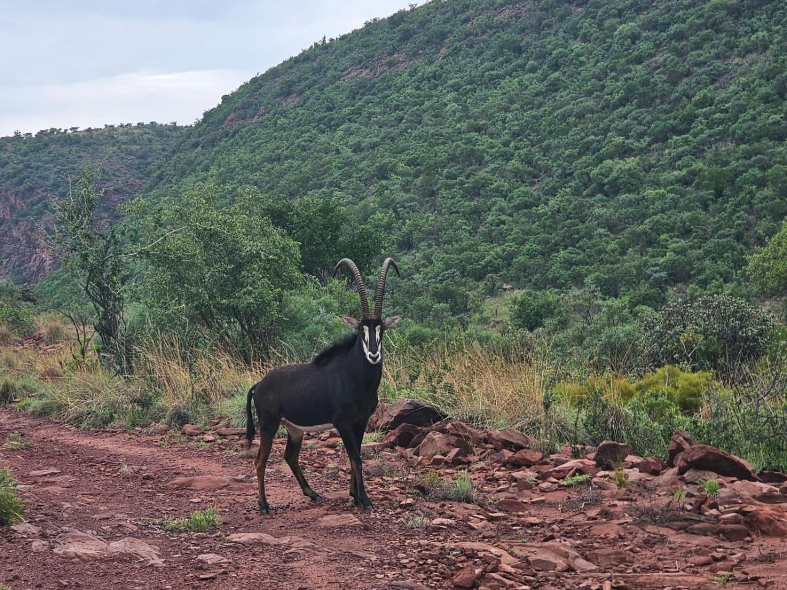 Waterfall Safari Lodge Winterkamp Екстер'єр фото